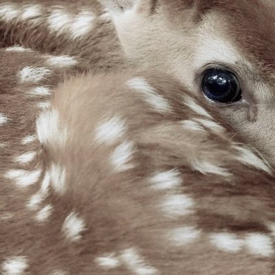 bunny_b0nes's profile picture. 𝗏𝗂𝗋𝗍𝗎𝖺𝗅 edtwt 𝖽𝗂𝖺𝗋𝗒 ౨ৎ˚⟡˖