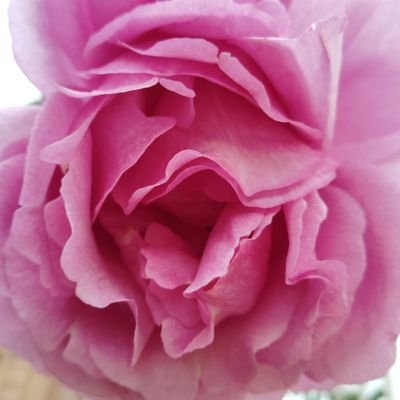 buffalo15386's profile picture. 嫌な世の中になった