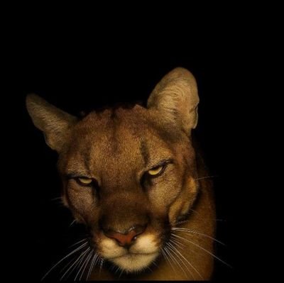 hotgirlbussy's profile picture. 🏳️‍⚧️ | 27
sorta fine tits tho