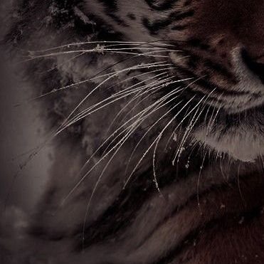 EnzoFerros's profile picture. Lord Enzo Ferros reigning from House Ferros. Reinvesting in Hextech with my fiancée (@kittyviktor_) and putting Piltover on the right path. Proud tiger hybrid.