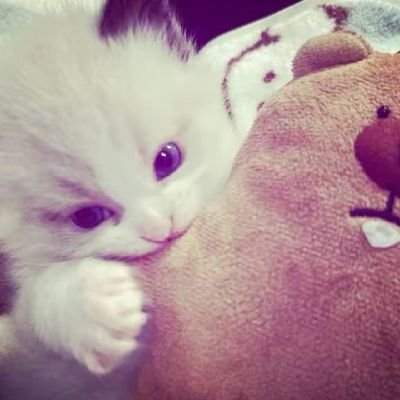 its_ur_kaila's profile picture. why are u here?🧐