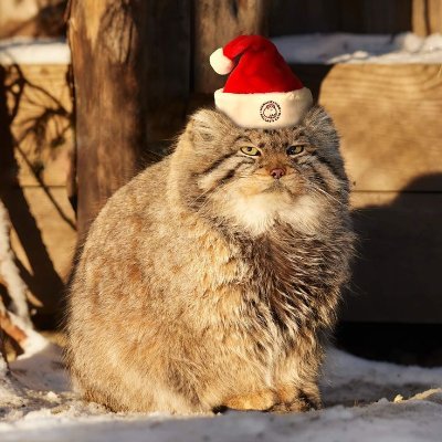 tricky2383's profile picture. mentally unwell | God bless America | YIMBY | 🇺🇸 | transphobes dni