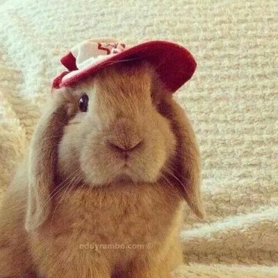 yattapup's profile picture. you can call me jude, doof, johnny or cosmo