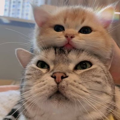 imanrc18's profile picture. PT rC