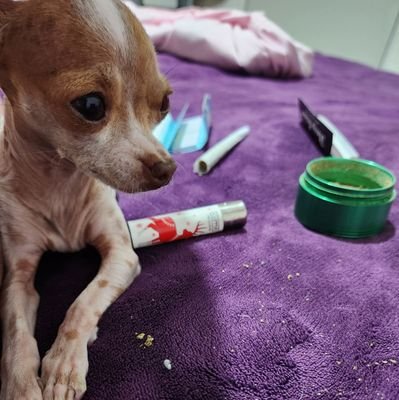 CharlyGrown's profile picture. fisioterapeuta con maestría en gerontologia y doctorado en motita.

juro que es uso medicinal!