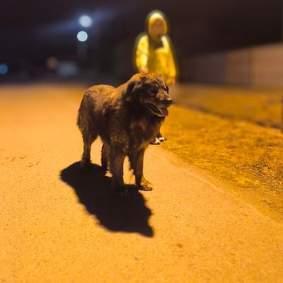 Doar_Romania's profile picture. Cont de parodie
Vânturător de știri.

Propaganda învingătorilor este istoria învinșilor.