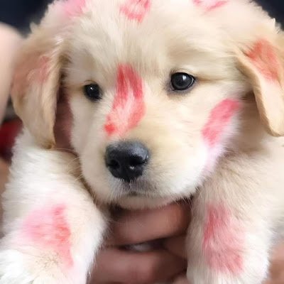 gupenkonsood's profile picture. 