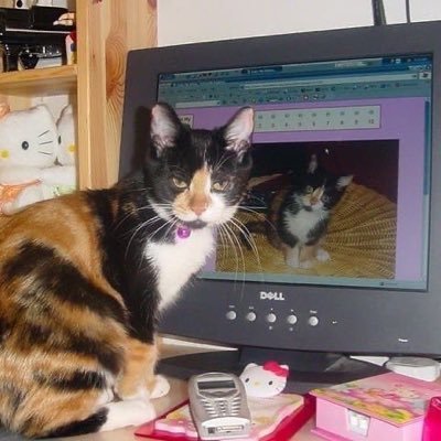 yshykawa's profile picture. ryujin nippon enthusiast (derogatory)