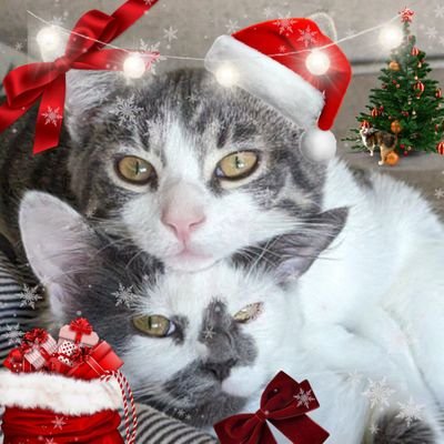 SkrungusDaisy's profile picture. Come hang out with my adorable kids! And also my brother Smoky
Owner is inventor of Tummy Rub Tuesday and uses they/them
backup: @skrungusdaisy2