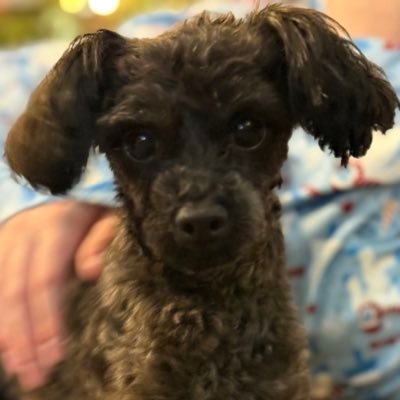 TheRealMJDimino's profile picture. An MMTLP investor waiting for a reckoning of the NextBridge Hydrocarbons ledger