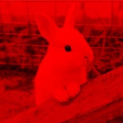 Volturi888's profile picture. Veni, Vidi, Vici 🌿🐰🎱