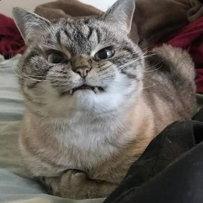 EllaLuvJM's profile picture. 코스피 5000 갓🐹과 함께