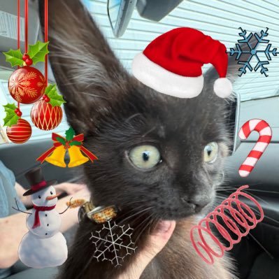 bigbugbignews's profile picture. not even one year old - 4Kg !! parent monitored !!