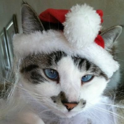 ItsMeDeaner's profile picture. cat family: 🐩Shropshire, 🧸Oliver & ⚡️Pikachu #adoptdontshop