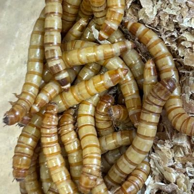 king_of_mil's profile picture. 20代🚹/福岡/ミルワーム育ててるしがないリーマンです🐛