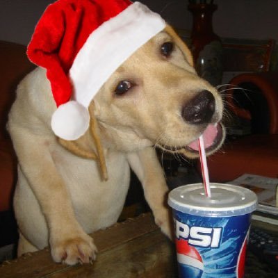 pepsidogonline's profile picture. probably tweeting about eddie guerrero or the killers