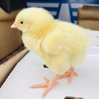 ros51659195's profile picture. Hope is life