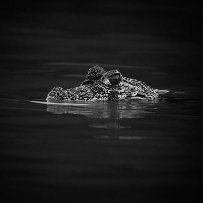 PamenangAgro's profile picture. jangan ganggu kemiskinan kami! 
mari berbagi kemarahan yang sama

Akun buku: @pamenangpustaka