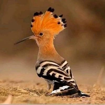 a_abdallahhh's profile picture. (من أرض سبأ)
متى اراك سالما ياوطني، ضد الحزبية. والطائفية..