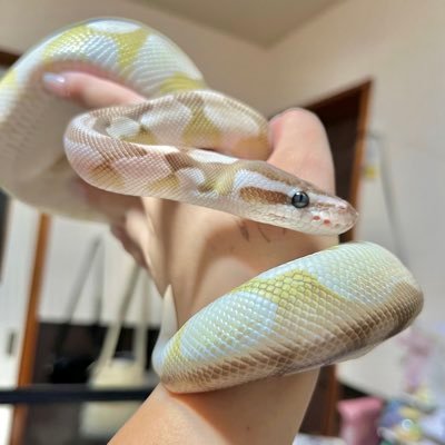 kanu_oboro1208's profile picture. 主のすぴと申します🔰 パステルの閑雨💛2023/12/21 🆕パステルバターエンチTSKアザンティックのおぼろをお迎え2024/08/03🩵 ボールパイソン好き様と仲良くなりたいです🌼  ボールに沼🫠💕