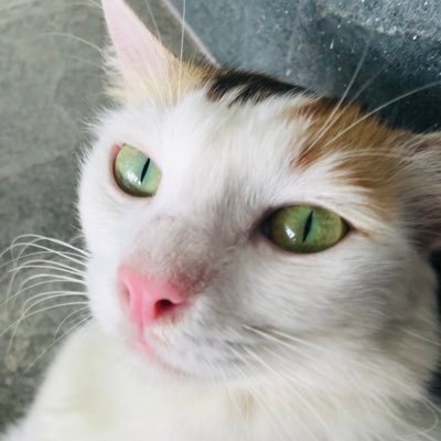 better_call_oda's profile picture. -from insta