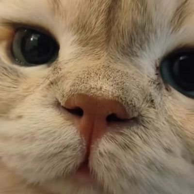 CatCutiekitten's profile picture. 😺😺Daily doses of the cutest cats on the internet!

Purrfect smiles for kids, families & cat lovers everywhere! Follow for endless fluff &

fun😻😻