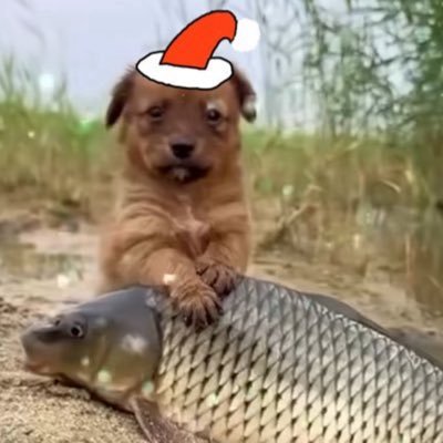 JayknowsbaIl's profile picture. #differenthere 9-8 #seahawks 8-3 #tridentsup ALCS💔 #purplereign 8-3