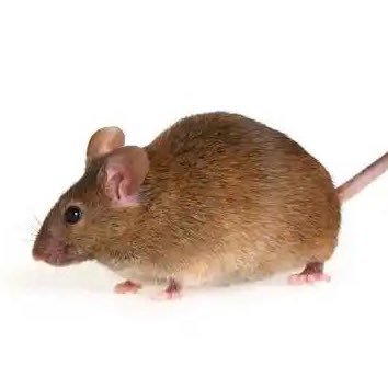 XiaoWu_Fivey's profile picture. 