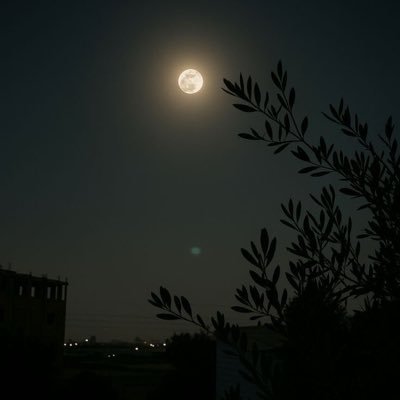 Zia__Niazi's profile picture. 