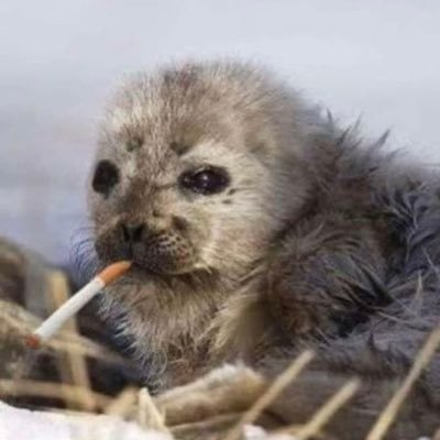 asdfghj12411's profile picture. 죄송합니다 계정이 정지당햇어요.. ㅜㅜ