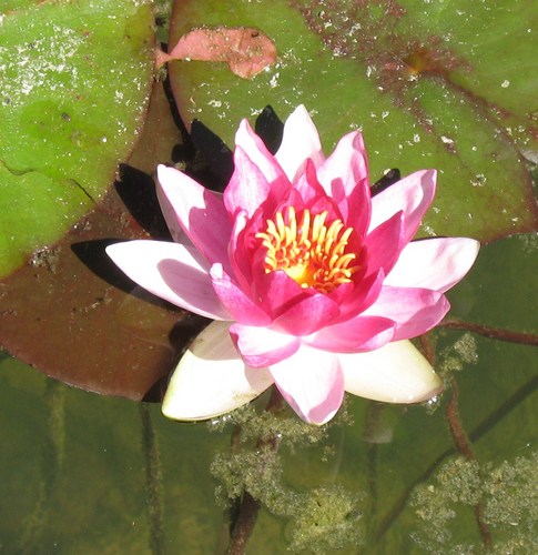 1_lilija's profile picture. Мать двоих детей,изучаю Библию.