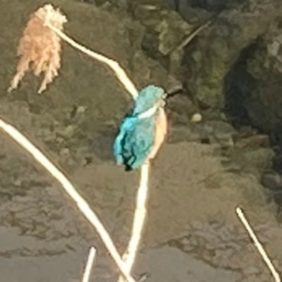 meshimeshitaroo's profile picture. 