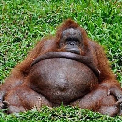 siyagule's profile picture. e/vibes