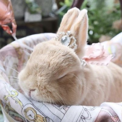 babybunnerfly's profile picture. silk doll with angel limbs ♡ ♱