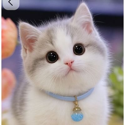 RajveerKum97912's profile picture. 