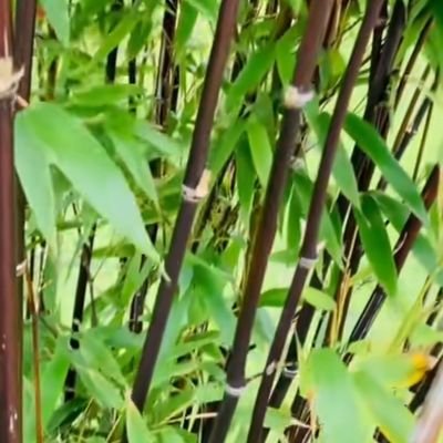 Mark_of_Cane's profile picture. 