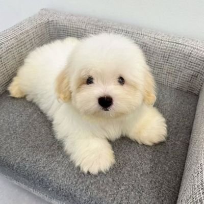 almainvictus's profile picture. 