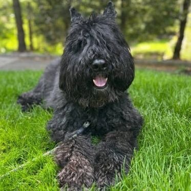 XLaBete's profile picture. Les algorithmes X maîtrisent les
comptes, vues & affects. #AdoptDontShop 🐶🐱 #StopAbandon 📲3677 #Enfants 🚸119 #NaH 3018 #StopSuicide 3114🗣👂🚷  112 🇨🇭🇪🇺