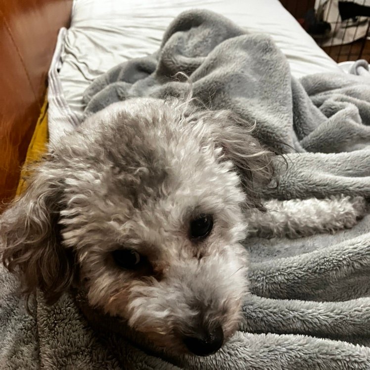 Dogman1458's profile picture. ヒロアカur&バレーボール大好きマン