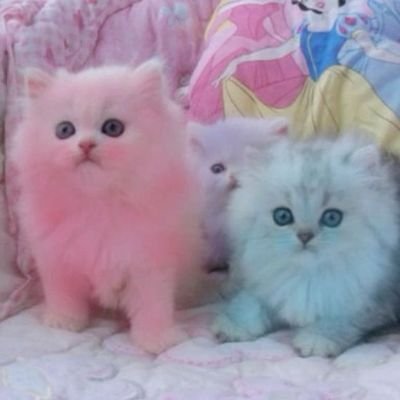 oussovozes's profile picture. 