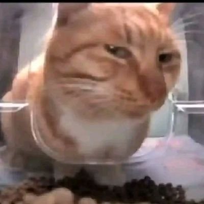 limcsv's profile picture. cuma sampe #33 abis–