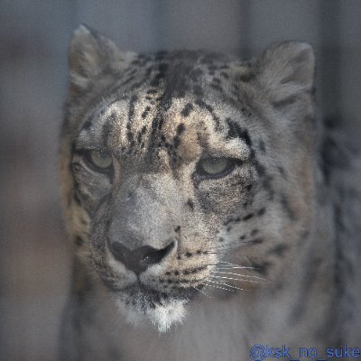 ksk_no_suke's profile picture. 