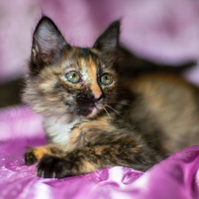 HienNguyen89438's profile picture. 