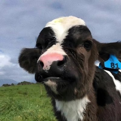 147258Jo's profile picture. 