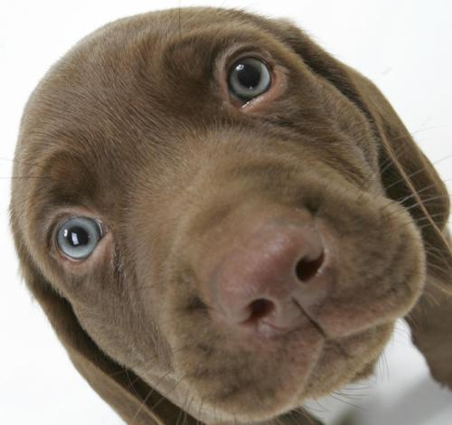 dogmaven's profile picture. Talking about our 4-legged friends!