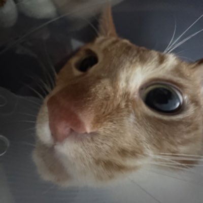 diewithamad's profile picture. 