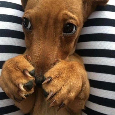 liacelora's profile picture. 