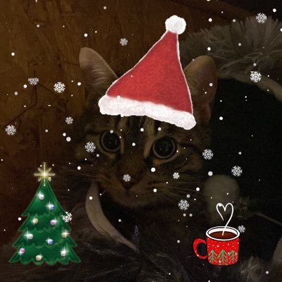 lokimimii's profile picture. loki le chat un peu loco