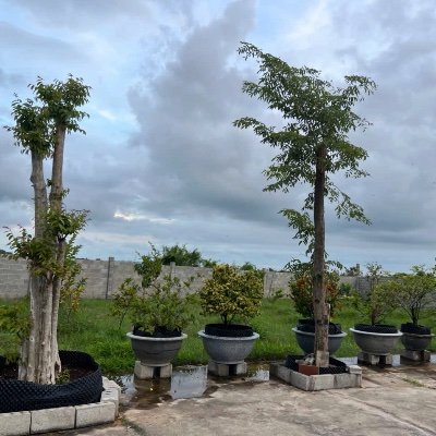 Phatloc9090's profile picture. 