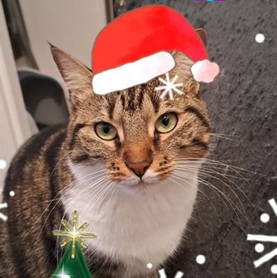 PitPitrouillee's profile picture. La meuf qui mange des croquettes